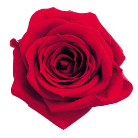 大地農園 プリザーブドフラワー ローズ·いずみ レッド 約花径3.5~4.5×H3~3.5㎝ 9輪入 DO003480-321