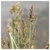 Everwilde Farms - 300 Common Tussock Sedge Native Grass Seeds