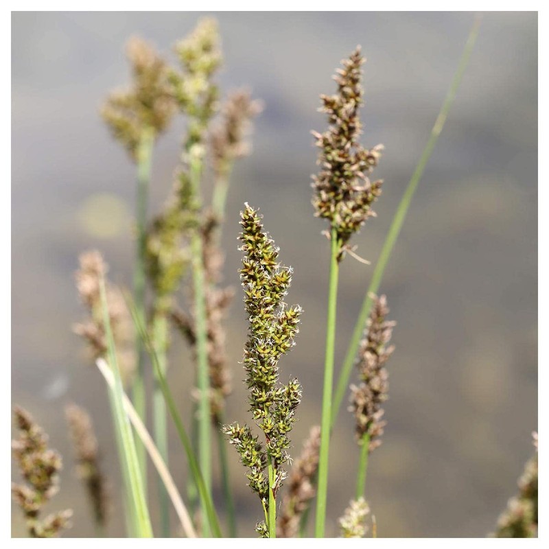 Everwilde Farms - 300 Common Tussock Sedge Native Grass Seeds