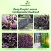 Outsidepride Alternanthera Purple Knight Seeds - 10 Pcs Purple Foliage,