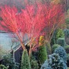 Generic The Japanese Sango Kaku Maple, Award Winning, Coral Bark,