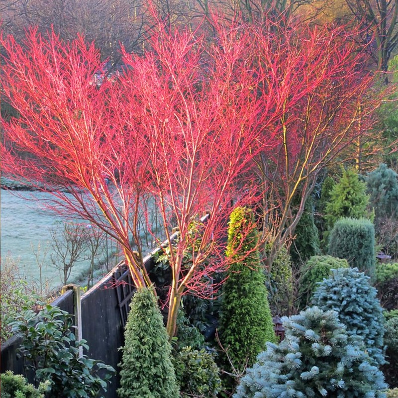 Generic The Japanese Sango Kaku Maple, Award Winning, Coral Bark,