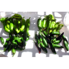 30+ Mucho Nacho Jalapeno Hot Pepper Seeds Heirloom Non-GMO, Capsicum annuum, Spicy, Super Delicious and Fragrant! from USA