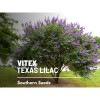 Southern Seeds Vitex, Chaste Tree (Texas Lilac) - 20 Seeds