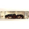 2.9" Real Black Scorpion in Square Crystal Clear Lucite Resin