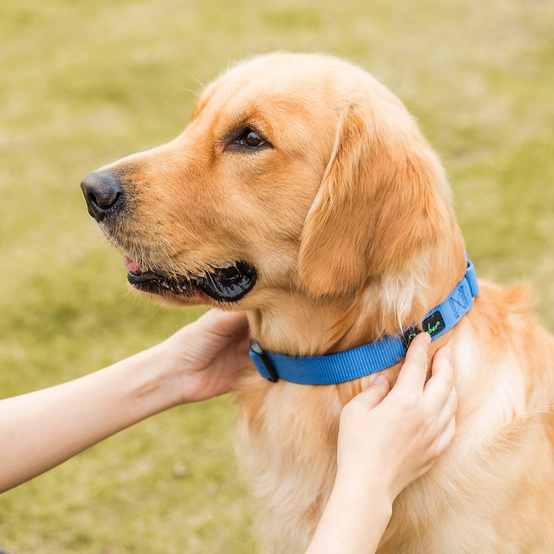 Dazzber Martingale Collar, Medium, Royal Blue, Neck 14 Inch -21