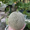 JQBay Cantaloupe Melon Seeds – 25 Seeds Non-GMO Heirloom Variety