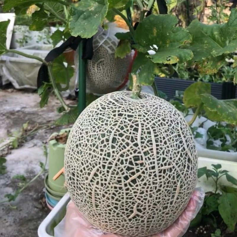 JQBay Cantaloupe Melon Seeds – 25 Seeds Non-GMO Heirloom Variety