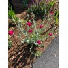 Rose Campion (Lychnis coronaria) 50 seeds