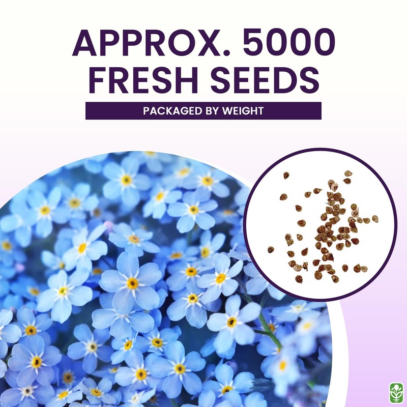 Forget Me Not Seeds - 5000 Flower Seeds - Perennial
