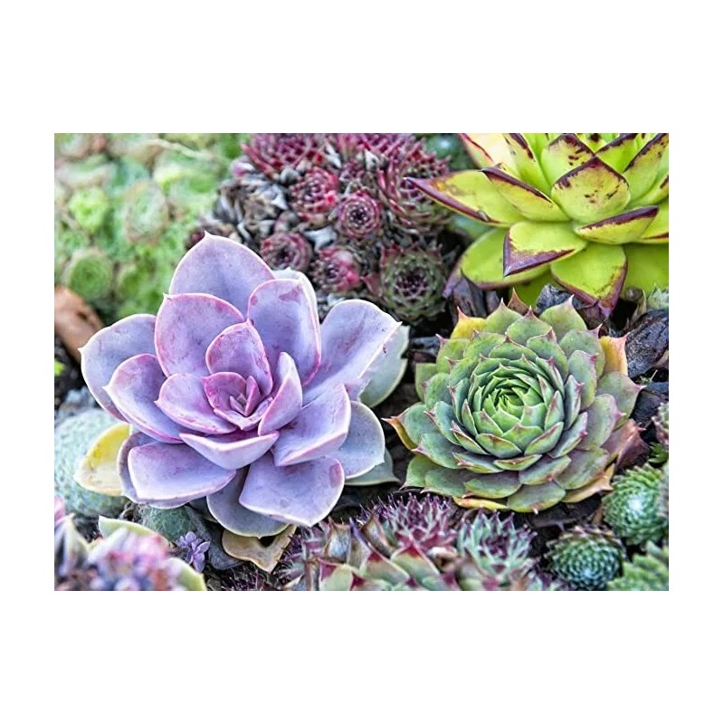 100pcs Mixed Rare Succulent Seeds, Mult-Color Indoor/Outdoor Plant