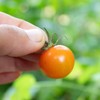 Marshalls Garden - Sungold Cherry Tomato Seeds - Pack of