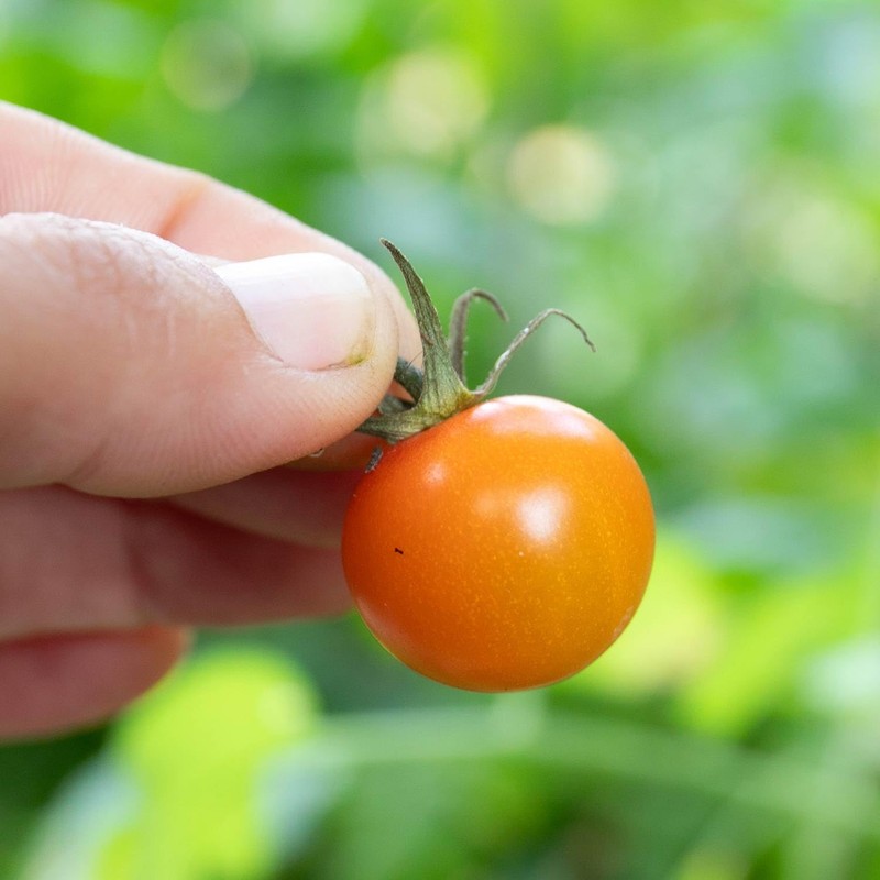 Marshalls Garden - Sungold Cherry Tomato Seeds - Pack of