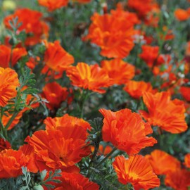 Outsidepride 100 Seeds Annual Eschscholzia California Poppy Copper Swirl Garden Flower Seeds