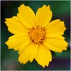 800 Seeds, Coreopsis"Lance Leaved" (Coreopsis lanceolata) Seeds by Seed Needs