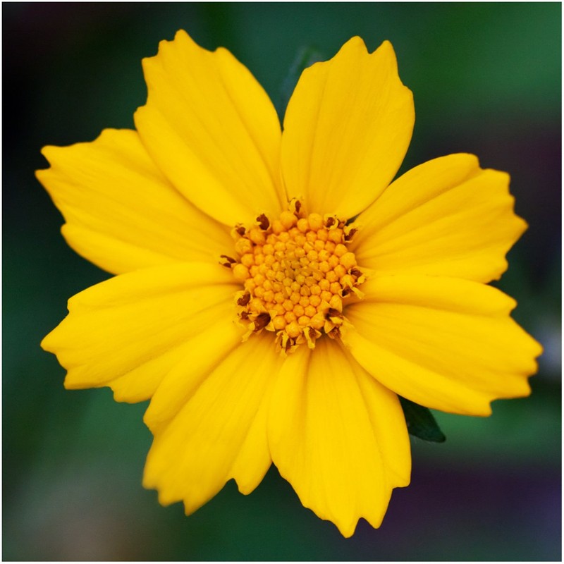 800 Seeds, Coreopsis"Lance Leaved" (Coreopsis lanceolata) Seeds by Seed Needs
