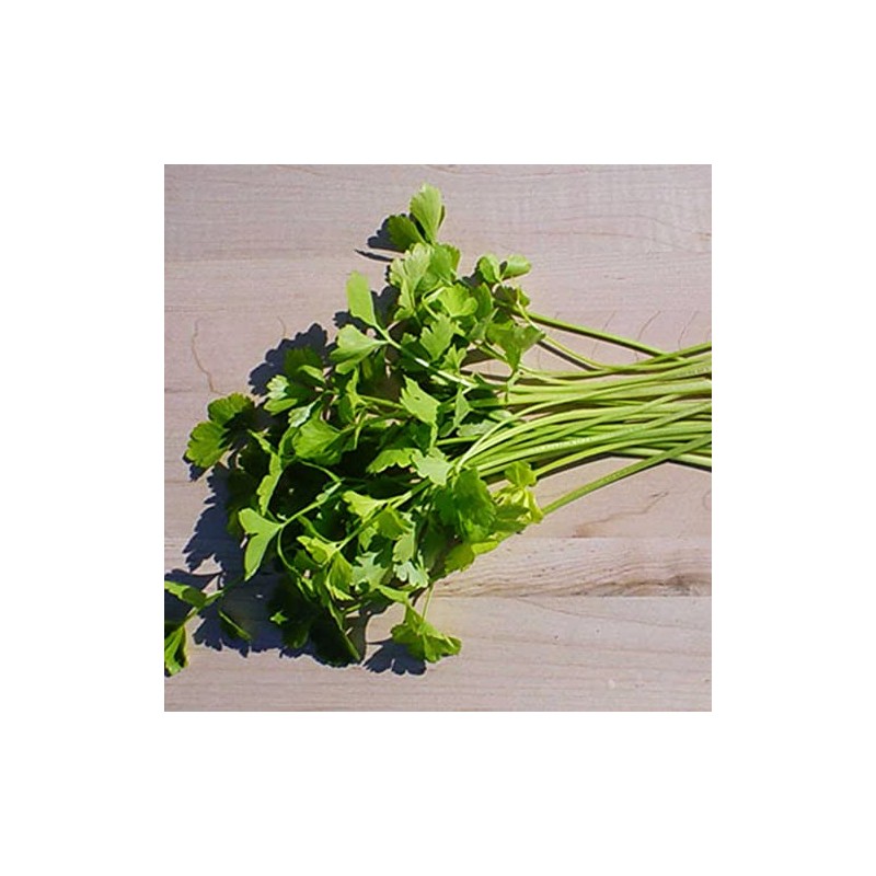 Chinese Celery Seeds - Light Green - 3 g Packet