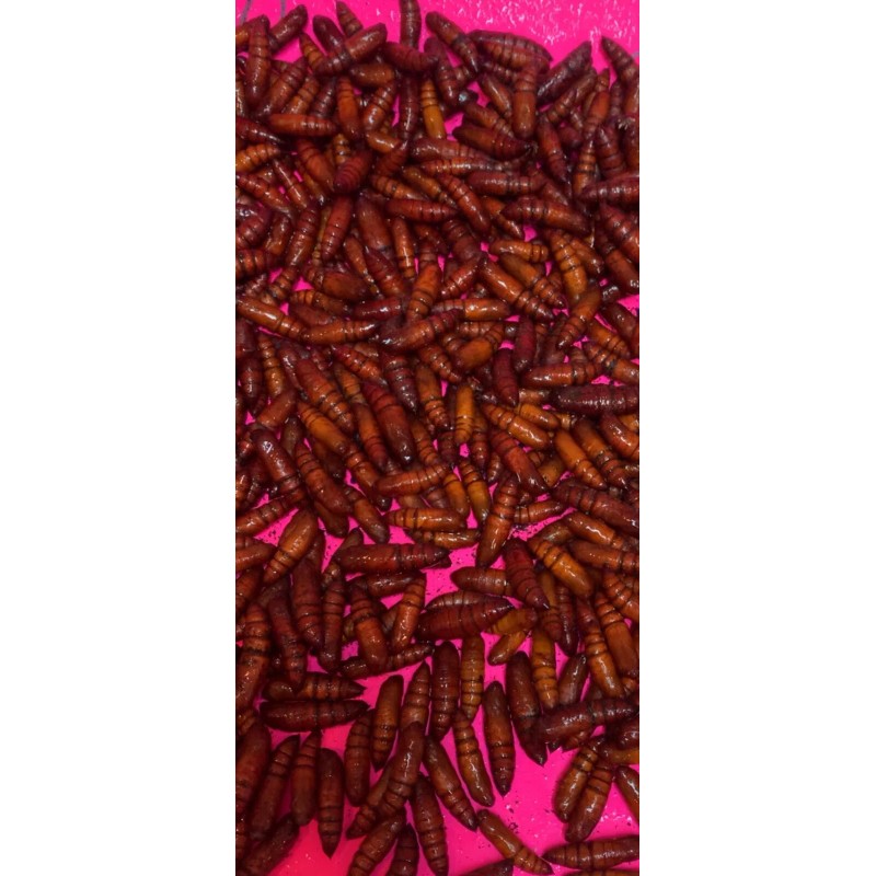Catalpa, Southern Catalpa Tree Seeds, (For Raising Catalpa Worms) Catfish
