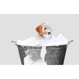Dog Shampoo - Female Formula - Made with The Finest Ingredients - Best Shampoo for All Breeds (16 Ounce, Female)