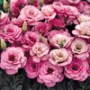 Eustoma / Lisianthus Grandiflorum Thornless Rose Seeds 400 to 4000pcs,