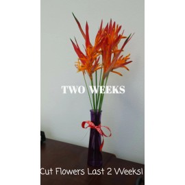 heliconia 2 Yellow Orange Heliconia Rhizomes Exotic Tropical Bloom - Free Shipping