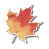 Earth Sky + Water - Sugar Maple Leaf - 3.5″