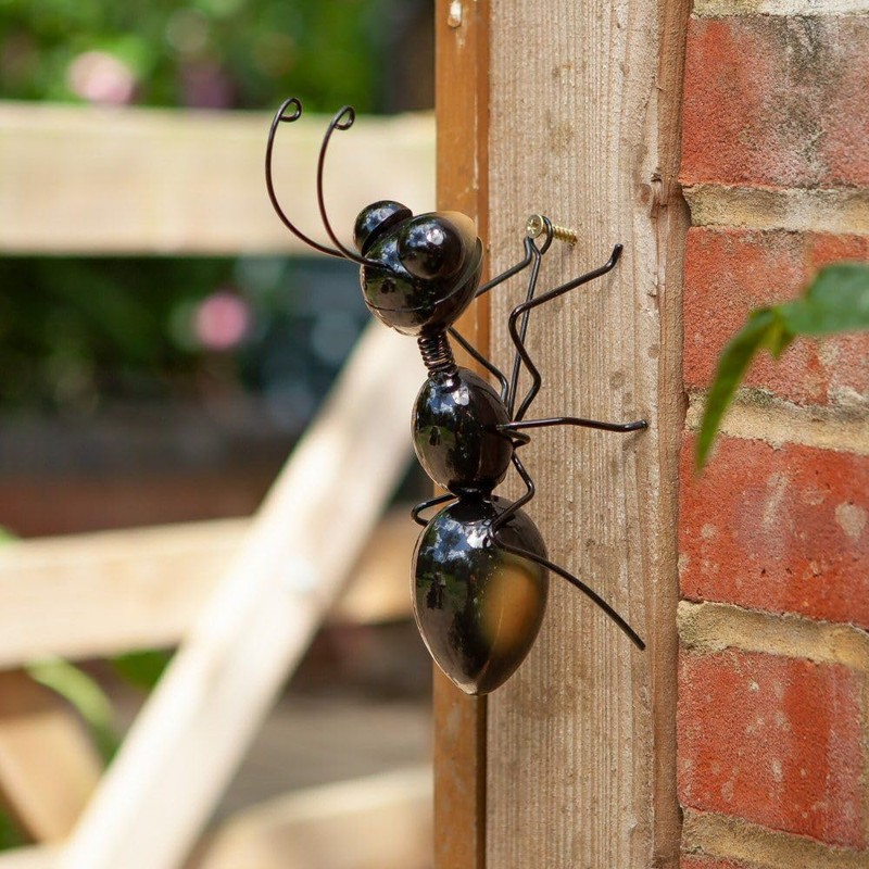 Flamboya Ant
