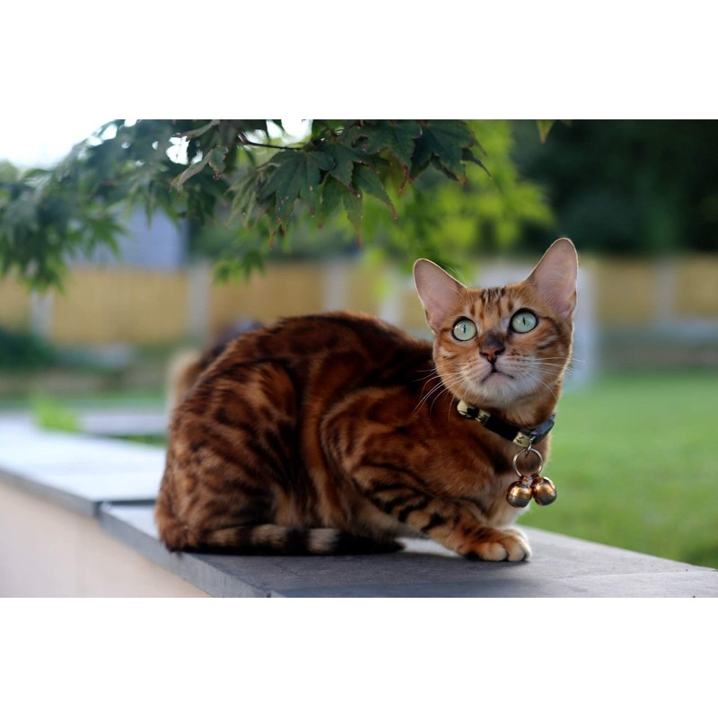 Beau's Bells 2 Extra Loud Cat & Dog Bells |