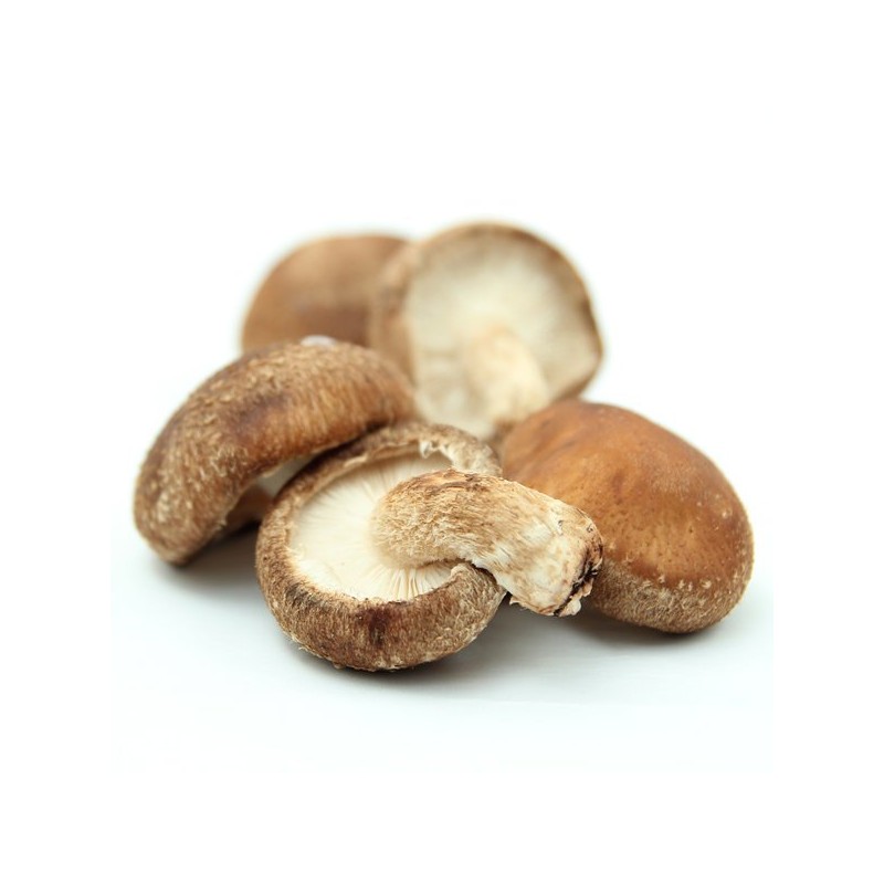 동결건조 표고버섯 가루 15g 동결건조 건강분말 Freeze-Dried Shiitake Mushroom Powder