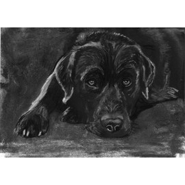 Labrador Gift, Labrador Art, Expressive Black Labrador Retriever Charcoal Drawing, Labrador Owner, Lazy Lab, Choice of size signed by Oscar Jetson (A4)