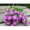 Globe Amaranth Gomphrena Globosa Mix Pompon Ball Bachelor Button 35+