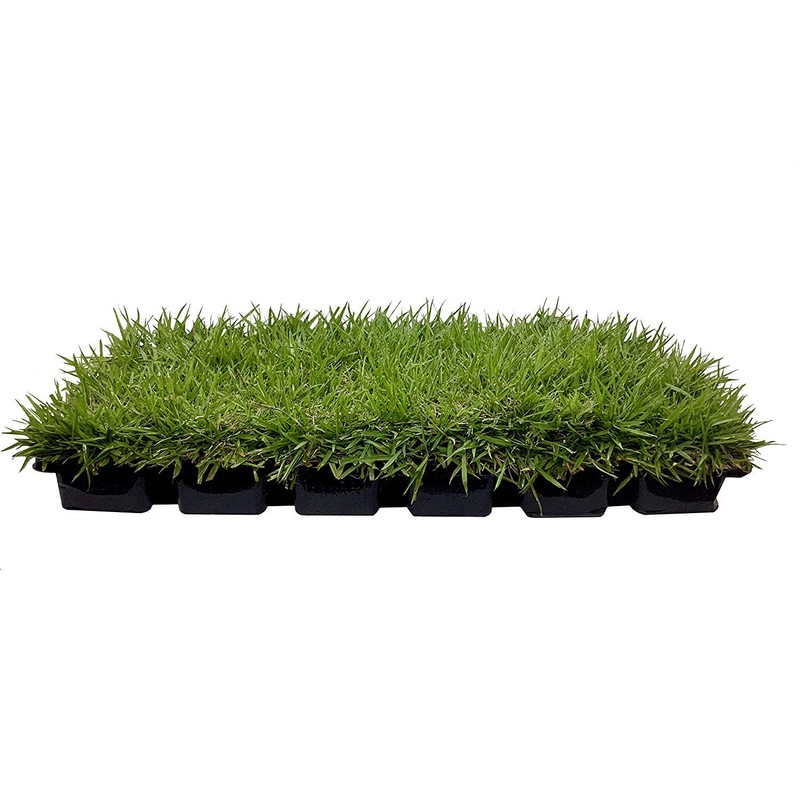 Zoysia Sod Plugs - 36 Large 3" x 3" Plugs