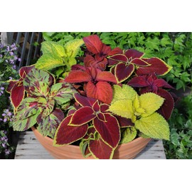 KIRA SEEDS - Seeds Coleus Variety Mix - Annual Flowers for Planting - GMO Free