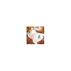 원터치 클린 타입 펫 케어 브러시 털정리용 One-Touch Clean Type Pet Care Brush for Fur Grooming