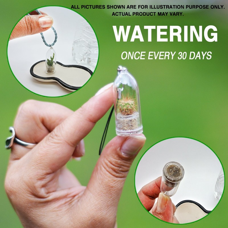 Apple Cactus Live Terrarium Plant Keychain Accessory