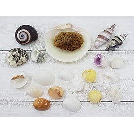 [Shell Wholesaler] Sea Shell Set, Hermit Crab House, Approx. 0.6 - 1.6 inches (1.5 - 4.0 cm), Approx. 19 Pieces; Bonus: Natural Sea Sponge (Perfect for Water Retention) and Bivalves (Dishes for