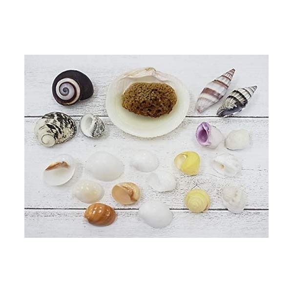 [Shell Wholesaler] Sea Shell Set, Hermit Crab House, Approx. 0.6 - 1.6 inches (1.5 - 4.0 cm), Approx. 19 Pieces; Bonus: Natural Sea Sponge (Perfect for Water Retention) and Bivalves (Dishes for