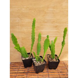 Cactus Epiphyllum Clarity's Happy Hippie in 4 inch pots / Orchid Cactus / Well Rooted