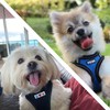 Pawtitas Dog Vest Harness Made with Breathable Air Mesh |