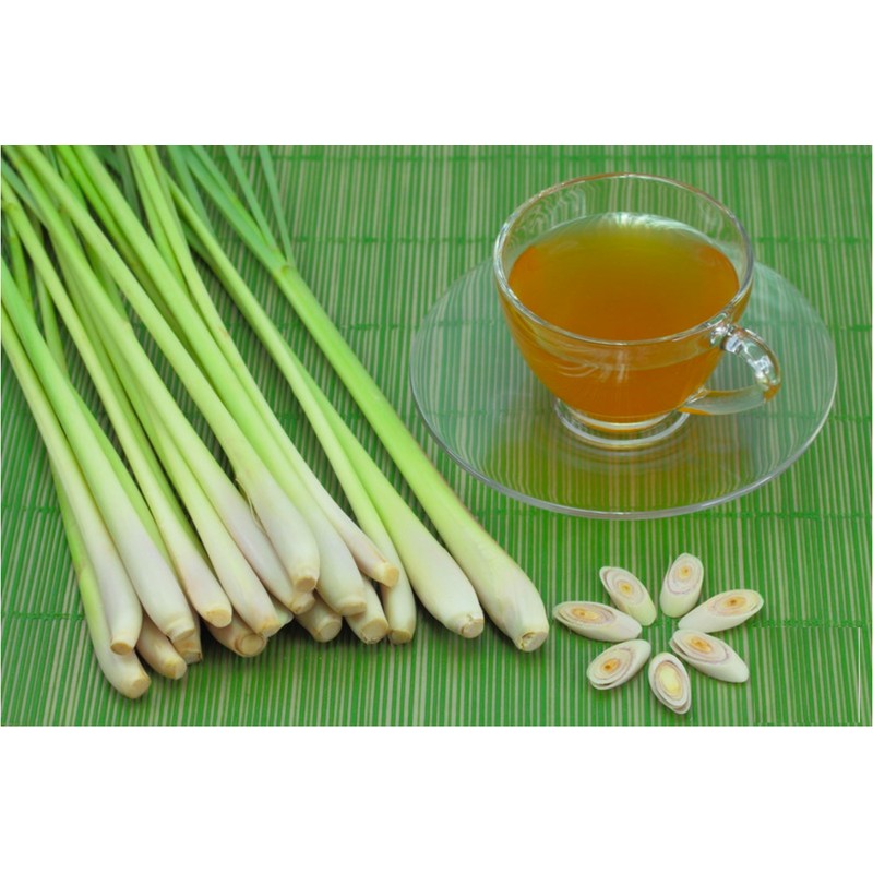 NIKA SEEDS - Seeds Herb Lemongrass - 50 Seeds