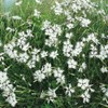 Outsidepride 1000 Seeds Perennial Dianthus Arenarius White Flower Seeds for