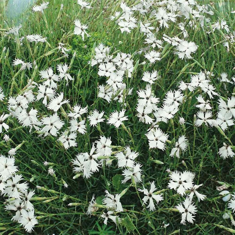 Outsidepride 1000 Seeds Perennial Dianthus Arenarius White Flower Seeds for