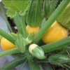 Zucchini Yellow Round Summer Squash 10 Seeds Non-GMO Vegetable