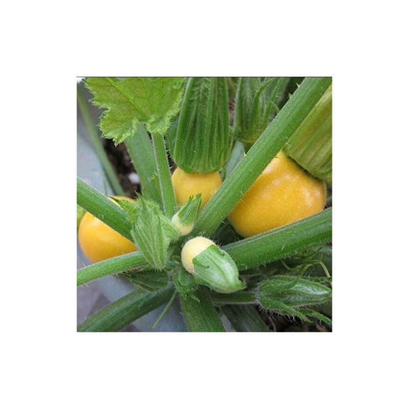 Zucchini Yellow Round Summer Squash 10 Seeds Non-GMO Vegetable