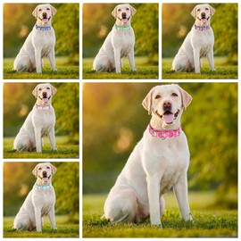 haoyueer Martingale Collar for Dogs, Adjustable Soft Nylon Dog Collars with Design Cute Daisy Design Patterns for Small Medium Large Dog (Pink, Medium)