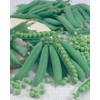 Johnsons 10443 Vegetable Seeds, Pea Kelvedon Wonder