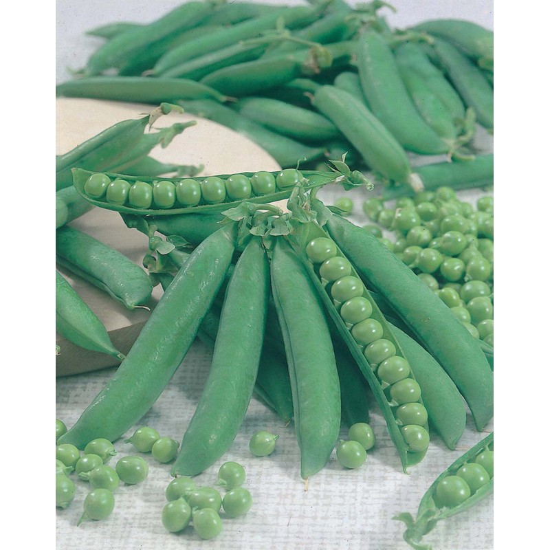 Johnsons 10443 Vegetable Seeds, Pea Kelvedon Wonder