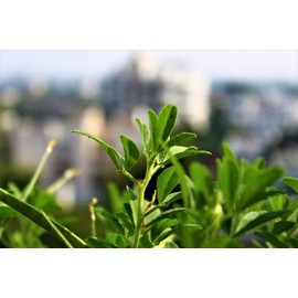 Fenugreek Seeds aka Methi - Classic Garden Herb and Tea Seeds | Seeds by Liliana's Garden |