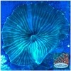Live Saltwater Coral - Watermelon Discosoma Mushroom (Single Head)