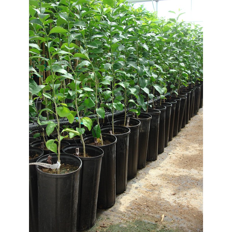 Stuewe & Sons – CP612R Treepot – 6” x 12”